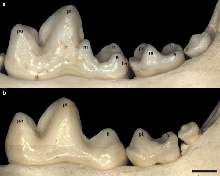 FOXI3 Gene Is Involved in Dental Cusp Formation