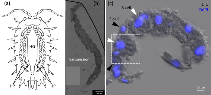 Woodlouse and gold nanoparticles
