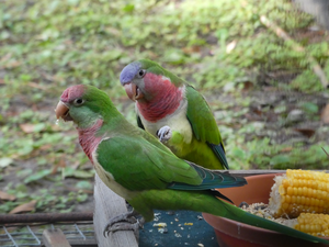 PARAKEETS