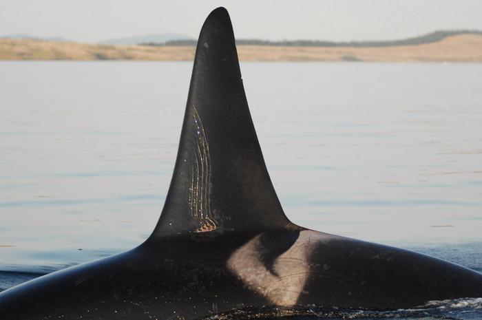 An adult male orca with tooth rake marks CREDIT David Ellifrit, Center for Whale Research
