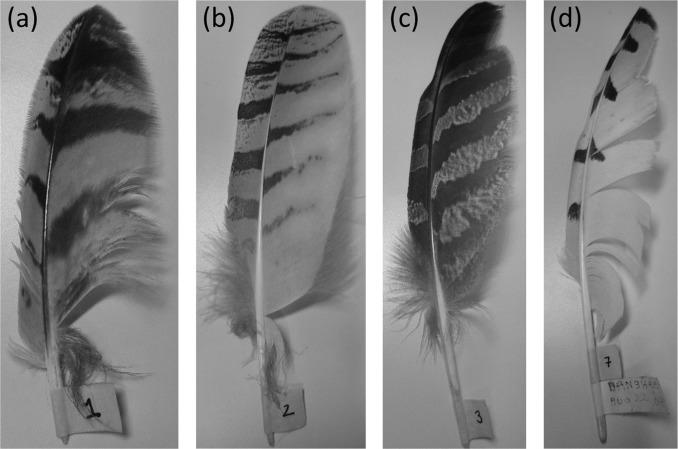 Owl Feathers Examined