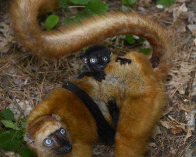 Blue-eyed Black Lemurs