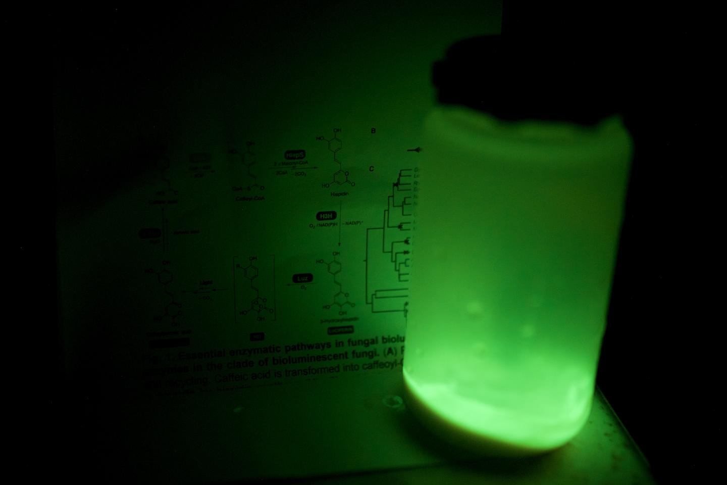Luminescent Yeasts