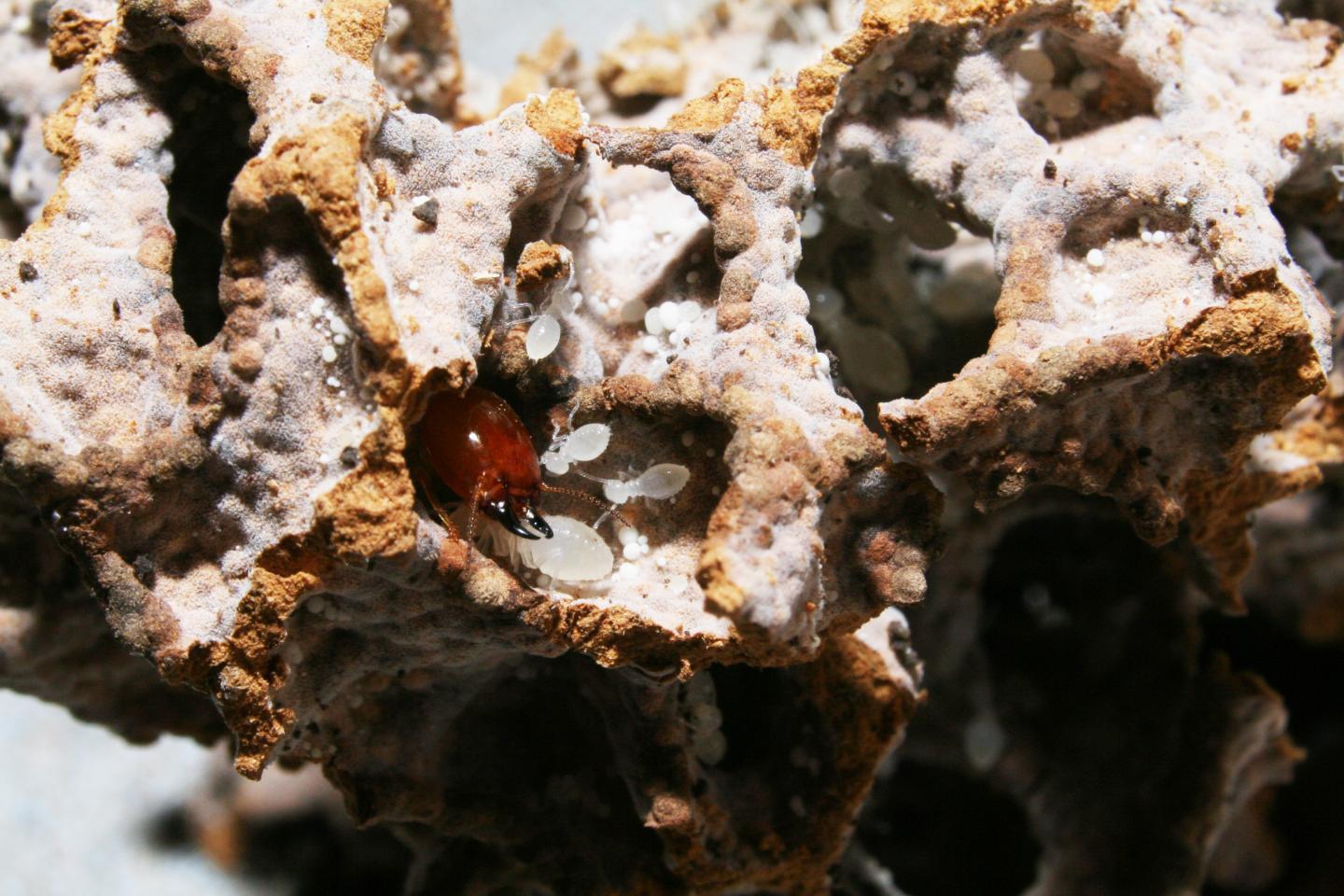 Termite Mounds Lead to 'Islands of Fertility' (3 of 12)