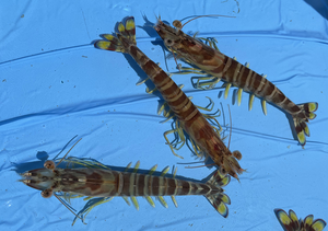 Kuruma shrimp individuals