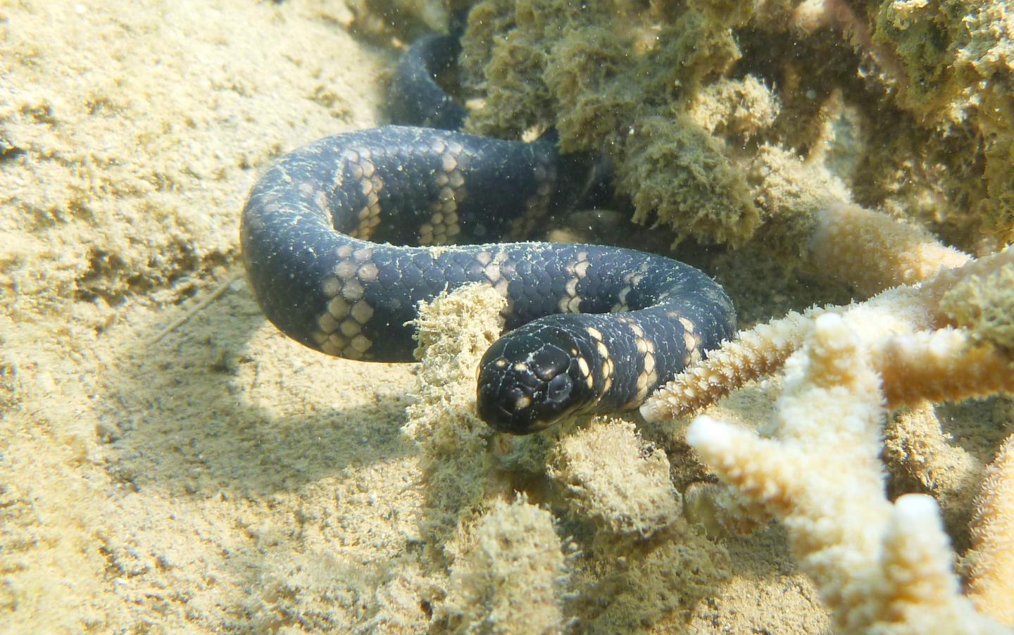 Turtle-Headed Seasnake (1 of 3)