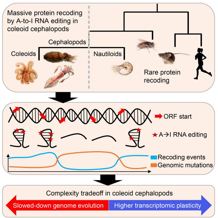 Cephalopods RNA Editing