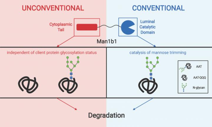 Model of human Man1b1 dual functions