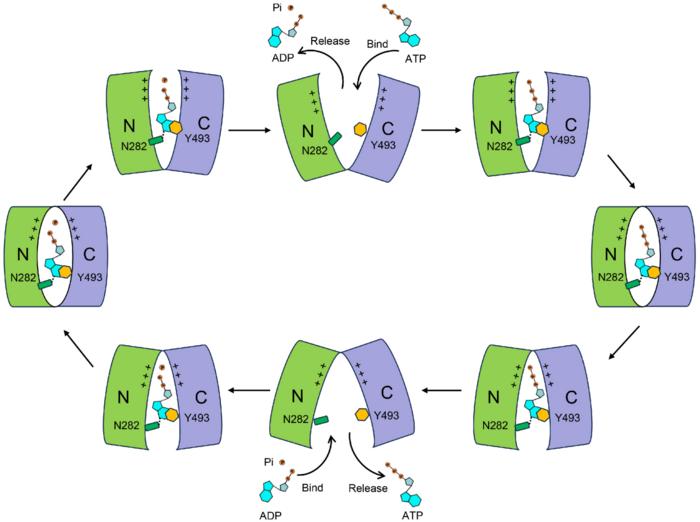 NTT-mediated ATP/ADP translocation across membrane