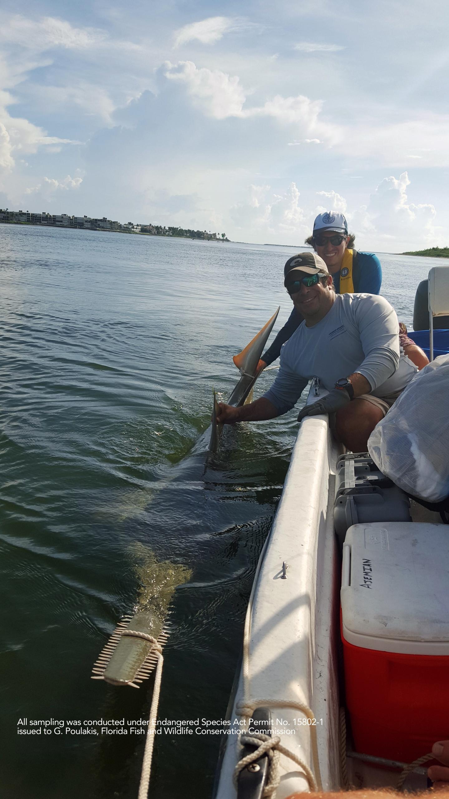 Elasmobranch Community in Southern Indian River Lagoon
