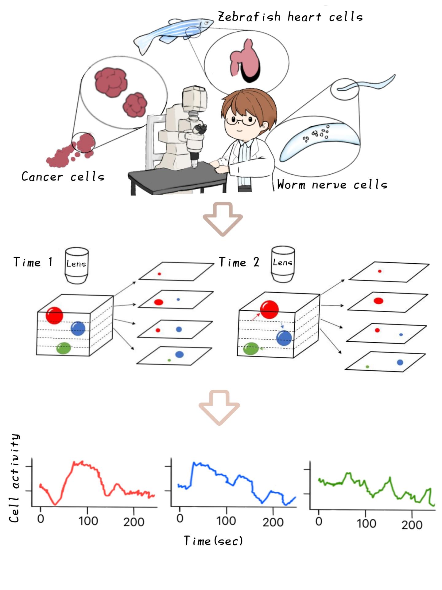 Workflow of the method