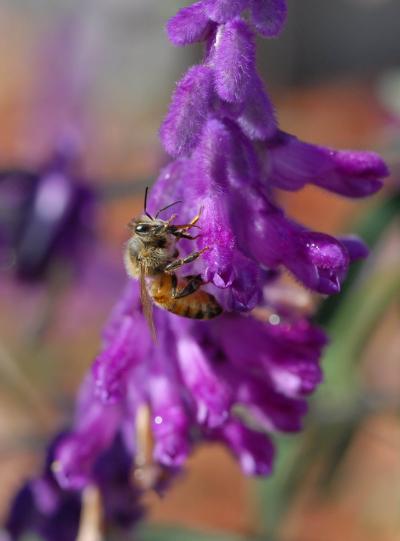 Honey Bee on Sage