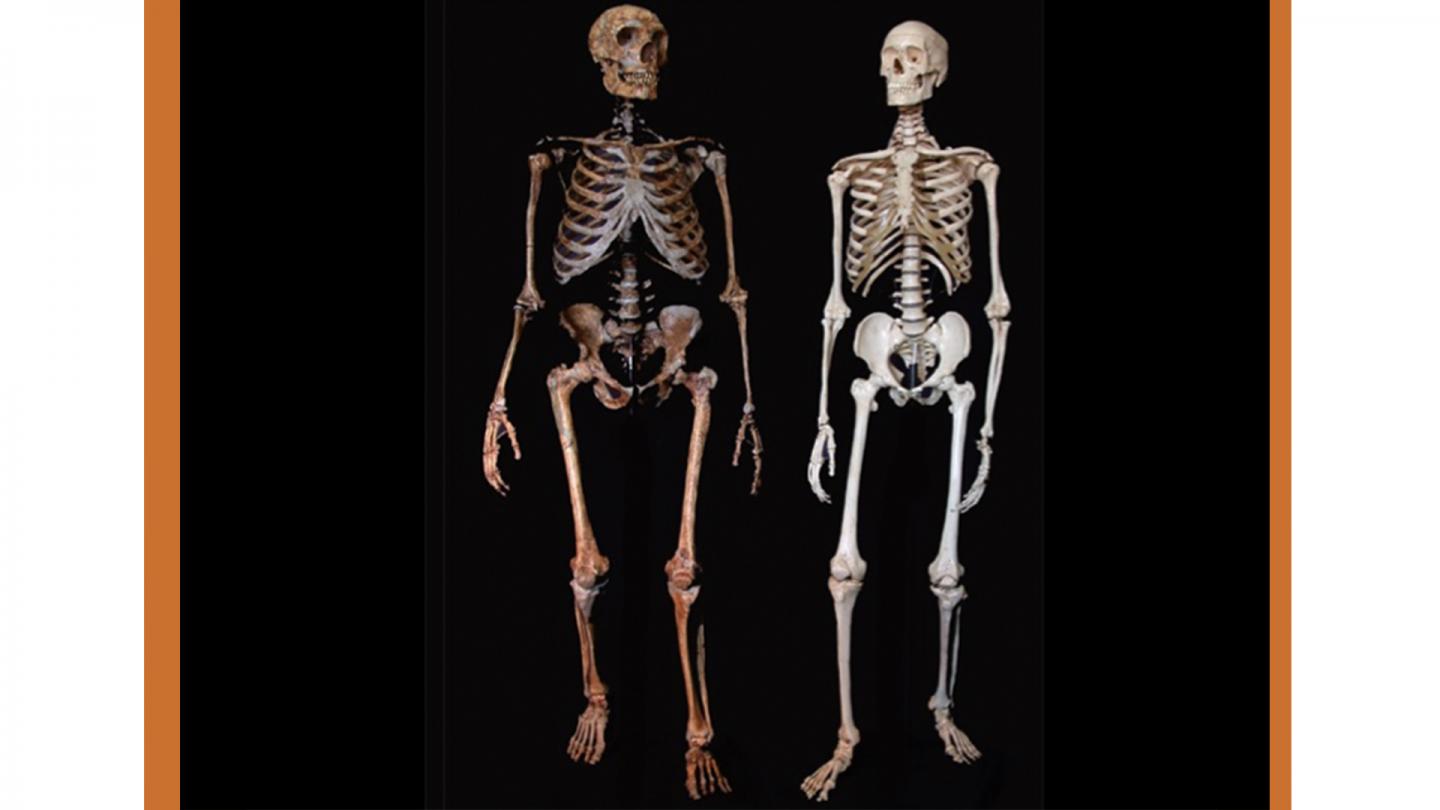 Comparison between Homo Sapiens and Homo Neanderthalensis