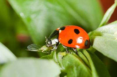 Ladybird Eating Aphid (1 of 2)