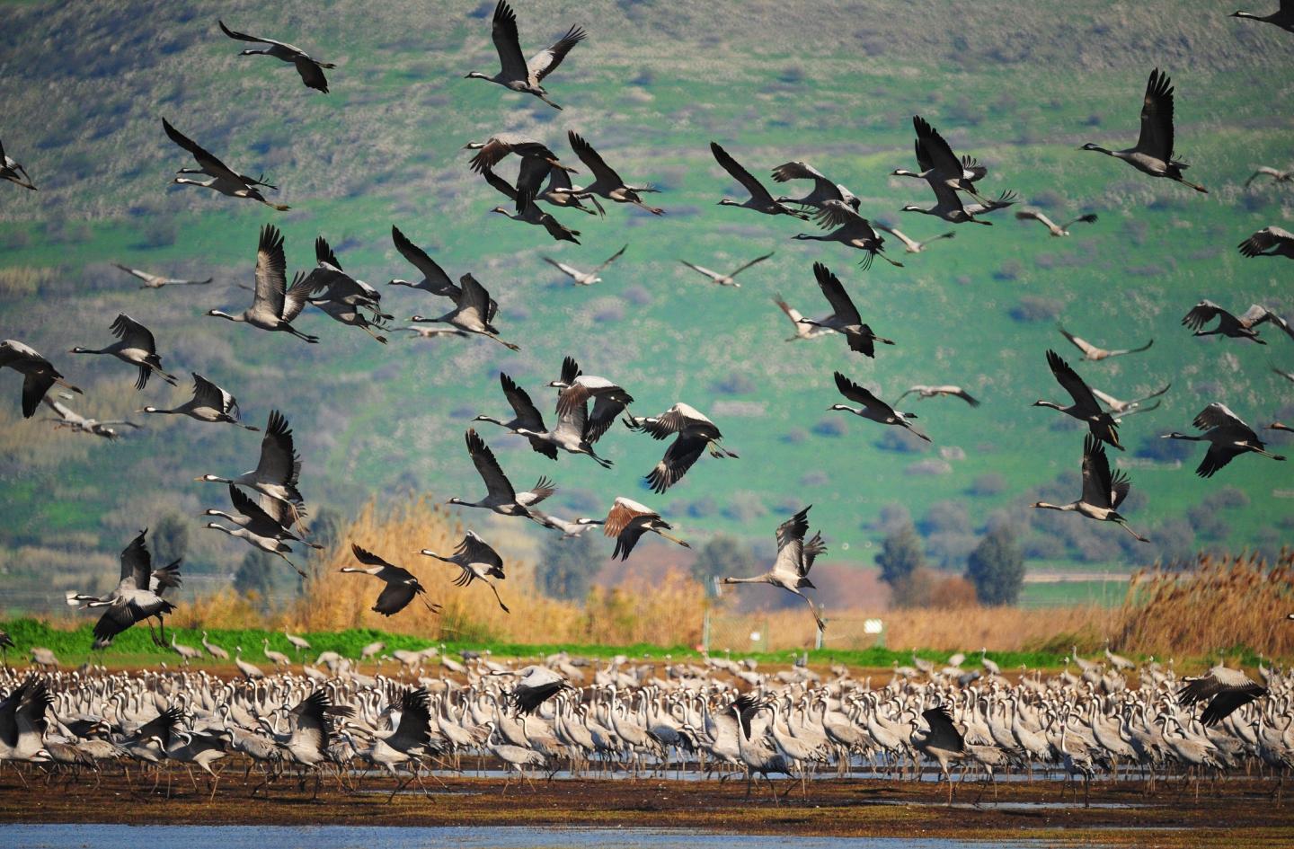 Global Analysis of Billions of Wikipedia Searches Reveals a Treasure Trove of Biodiversity Secrets