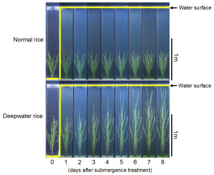 Genetic Adaptation Allows Rice to Survive Long-Term Flooding (8 of 12)