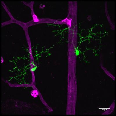 Retinal Microglia and Vasculature