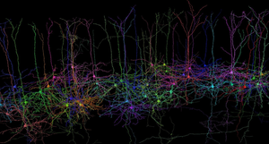 Neurons in the cerebral cortex