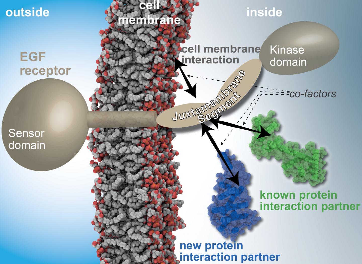 Structure and Interactions of the EGF Receptors