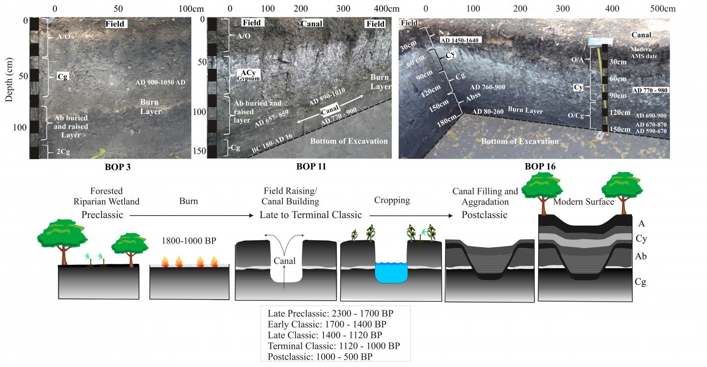 Wetland Excavation and Model
