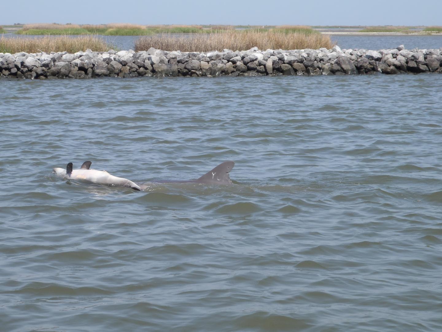 Y01 Pushing her Dead Calf