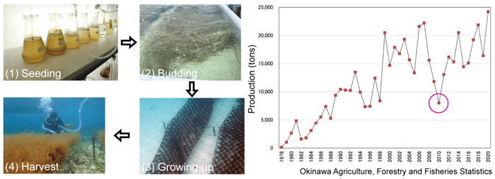 Cultivation process and annual production of mozuku in Okinawa