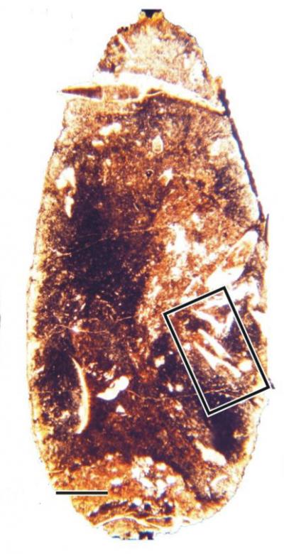 <i>Orthacanthus</i> Coprolite