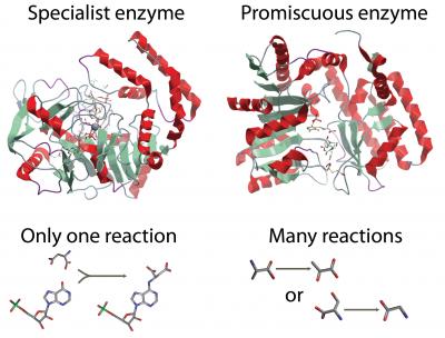 Promiscuous Enzymes