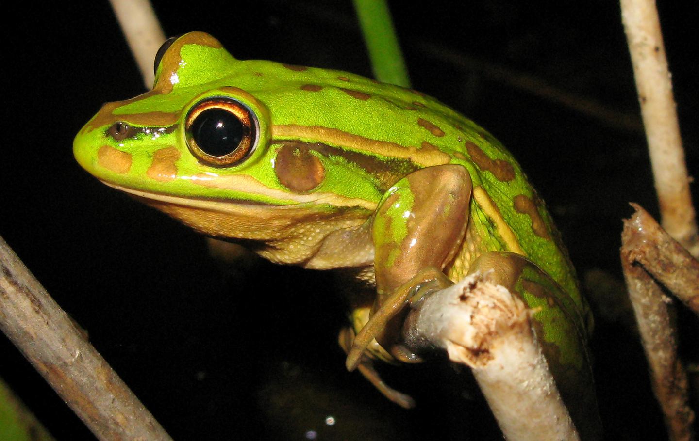 Frog Reproduction in Created Ponds May Be Affected by Disease and Food Availability