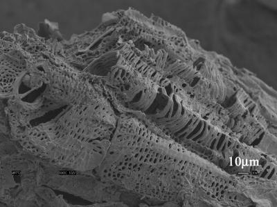 Magnified Image of Cornstalk Particle