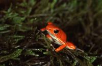 Red Morph, Strawberry Poison Frog