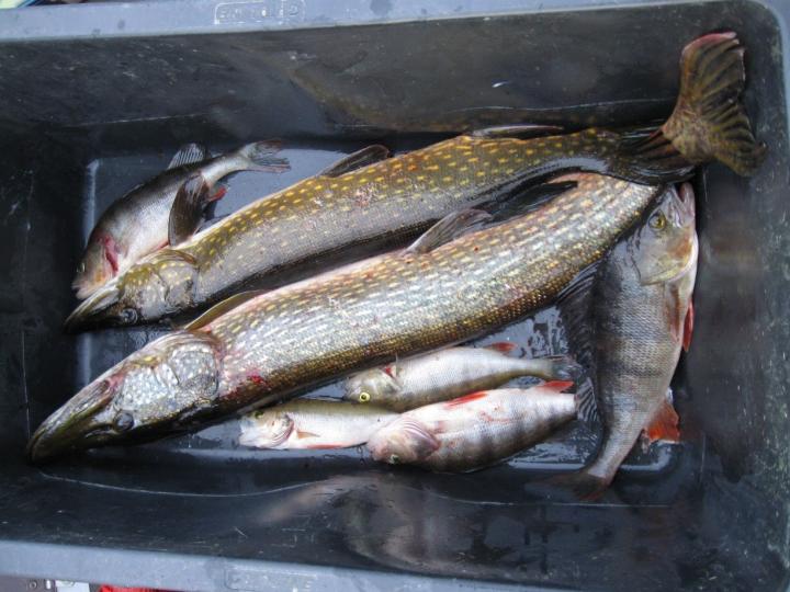 Fish in Finnish lakes