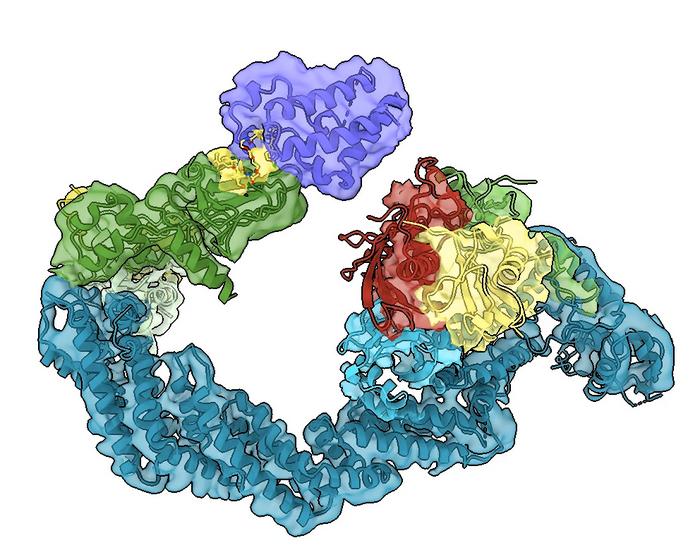 MZ1 molecule