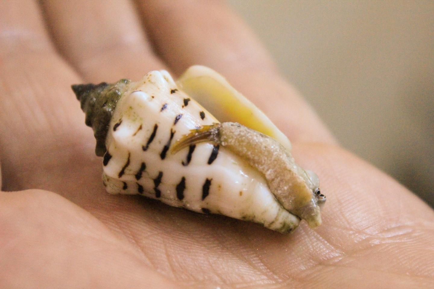 Marine mollusc Conomurex fasciatus