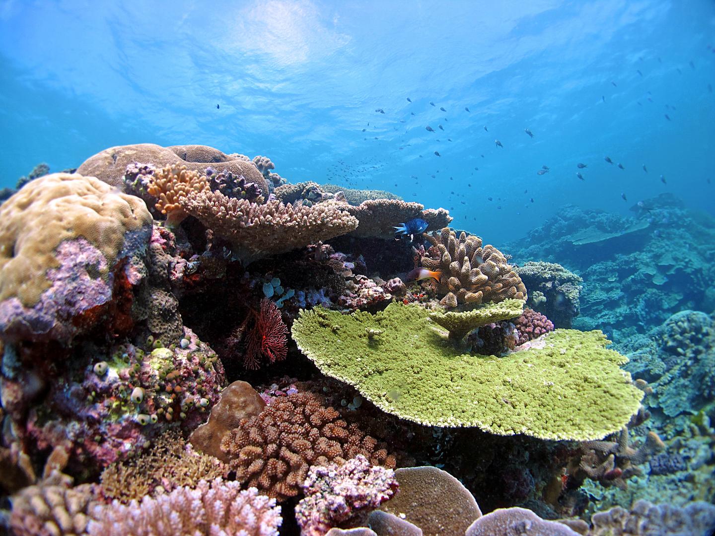 Heat-Tolerant Genes May Rescue Corals from Increasing Temperatures (1 of 8)