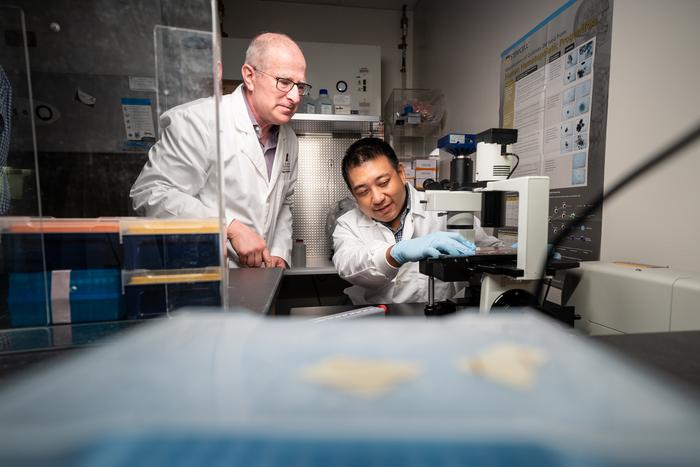 (L to R) Co-corresponding author Mitchell Weiss, M.D., Ph.D., St. Jude Department of Hematology chair and co-corresponding author Jonathan Yen, Ph.D., St. Jude Therapeutic Genome Engineering director at a microscope in the lab.