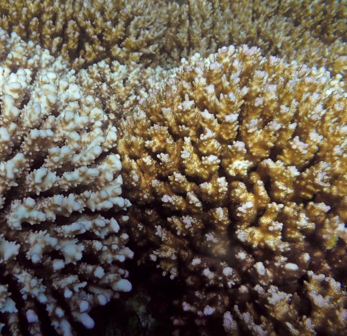 Coral in water