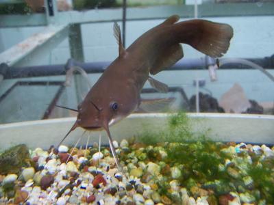 Catfish