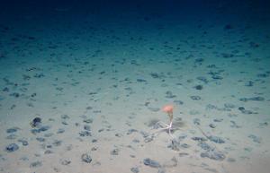 Field of manganese nodules on the sea floor. ROV KIEL6000 GEOMAR