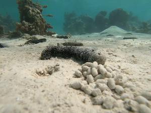 Sea cucumber feeding on sediment