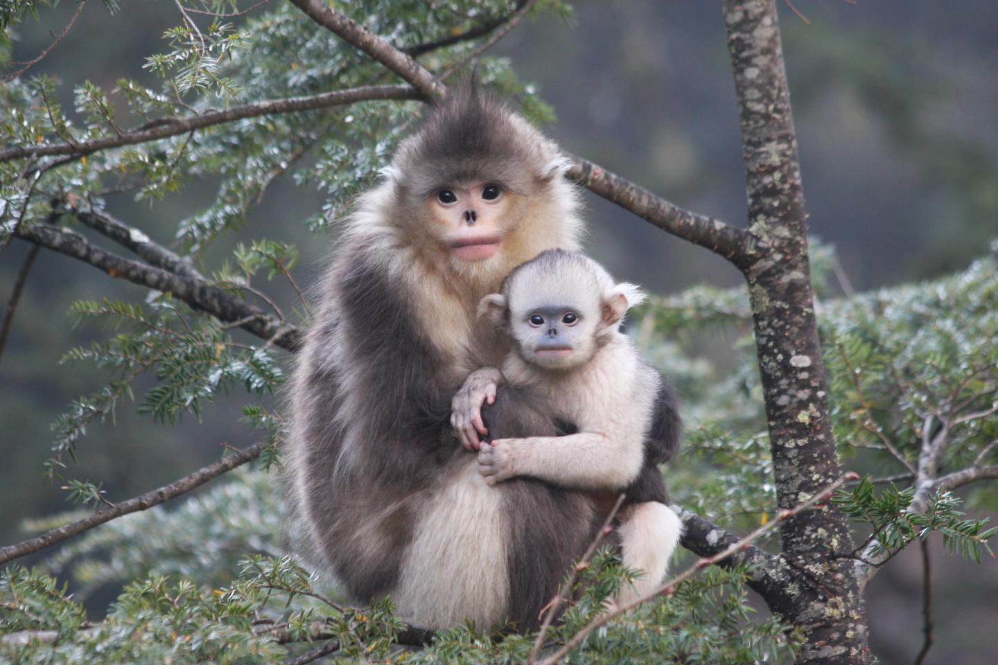 Snub-Nosed Monkey Biodiversity