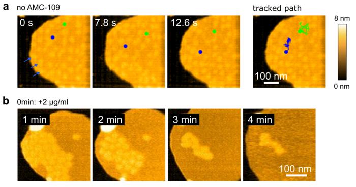 Antibiotic AMC-109 disorganizes the bacterial membrane