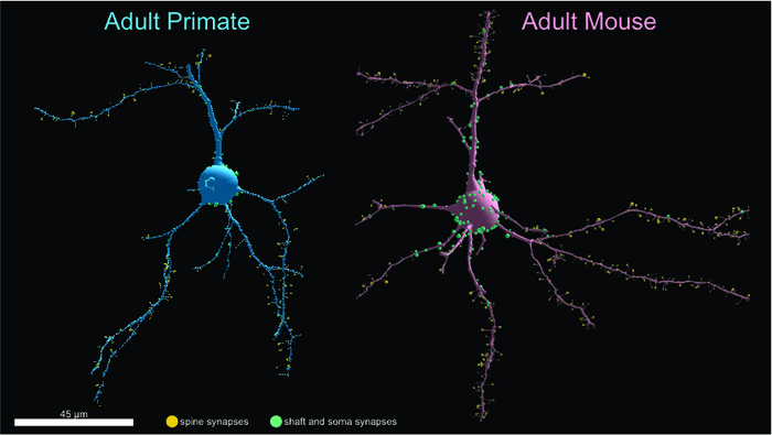 Primate versus mouse neurons