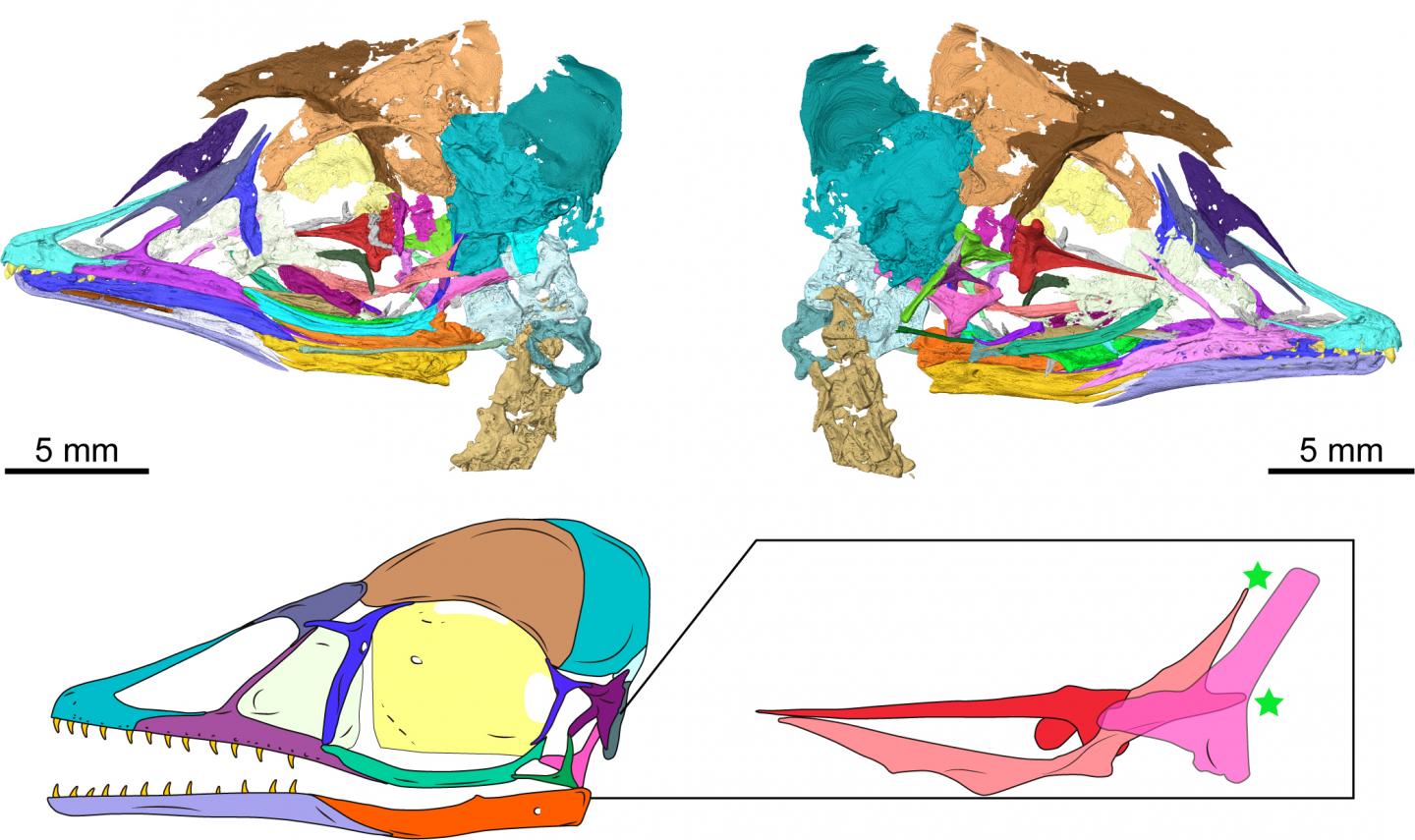 Digital reconstruction of the new Mesozoic bird skull with expanded detail of the dinosaur-like palatal bones