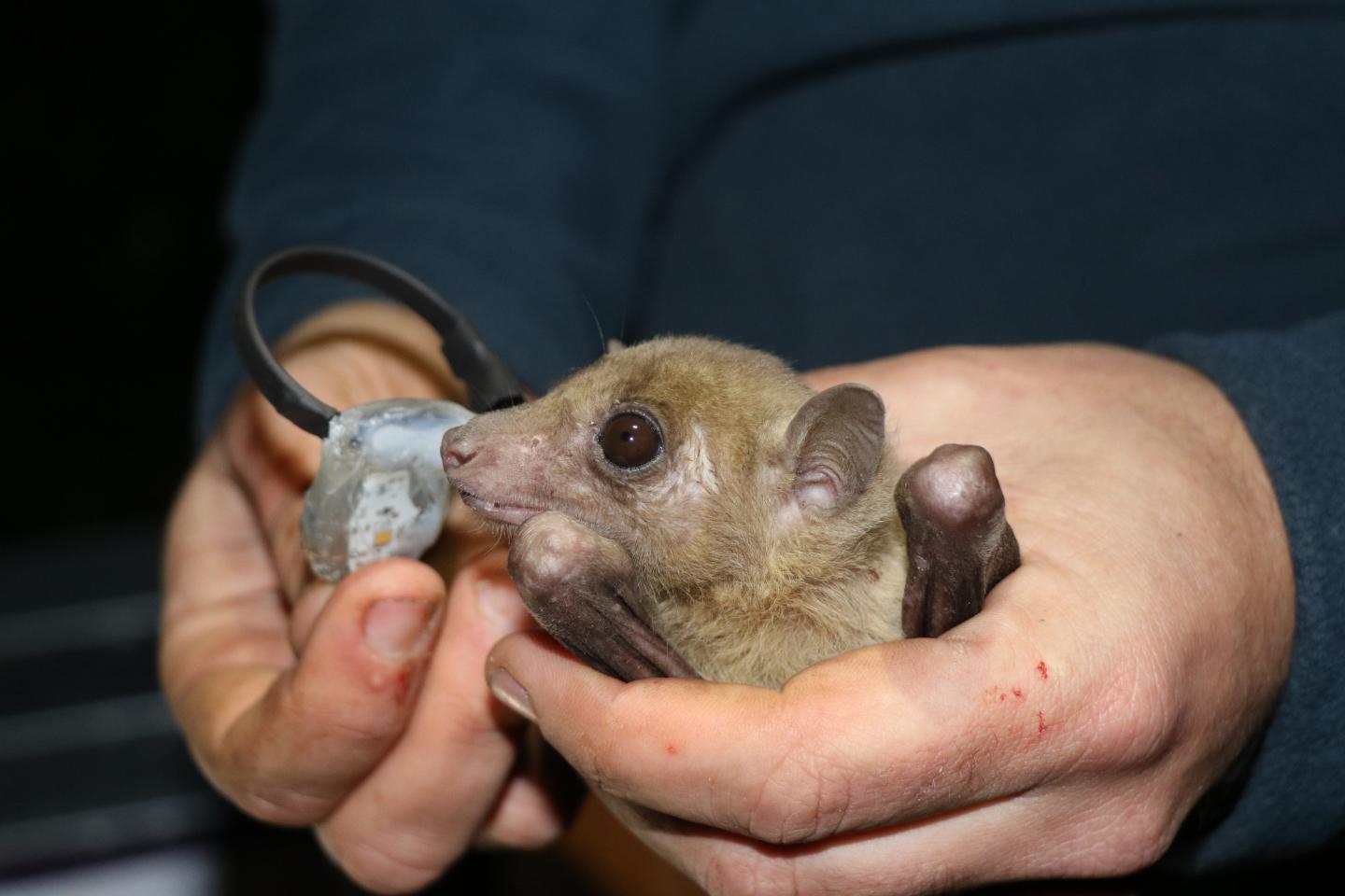 Researchers attach ATLAS collar to bat