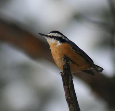 Nuthatch