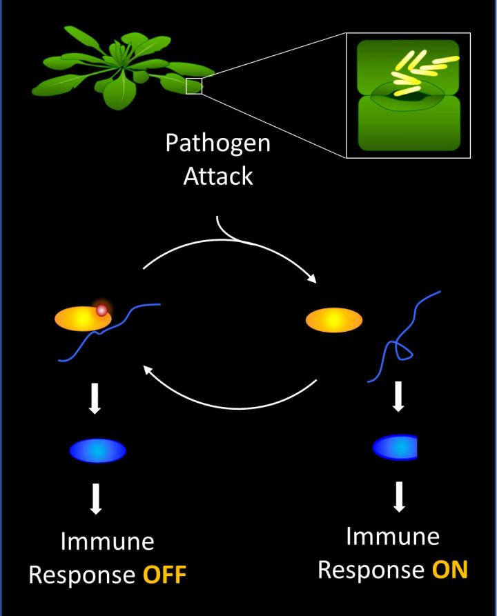 Plant Defense Switch