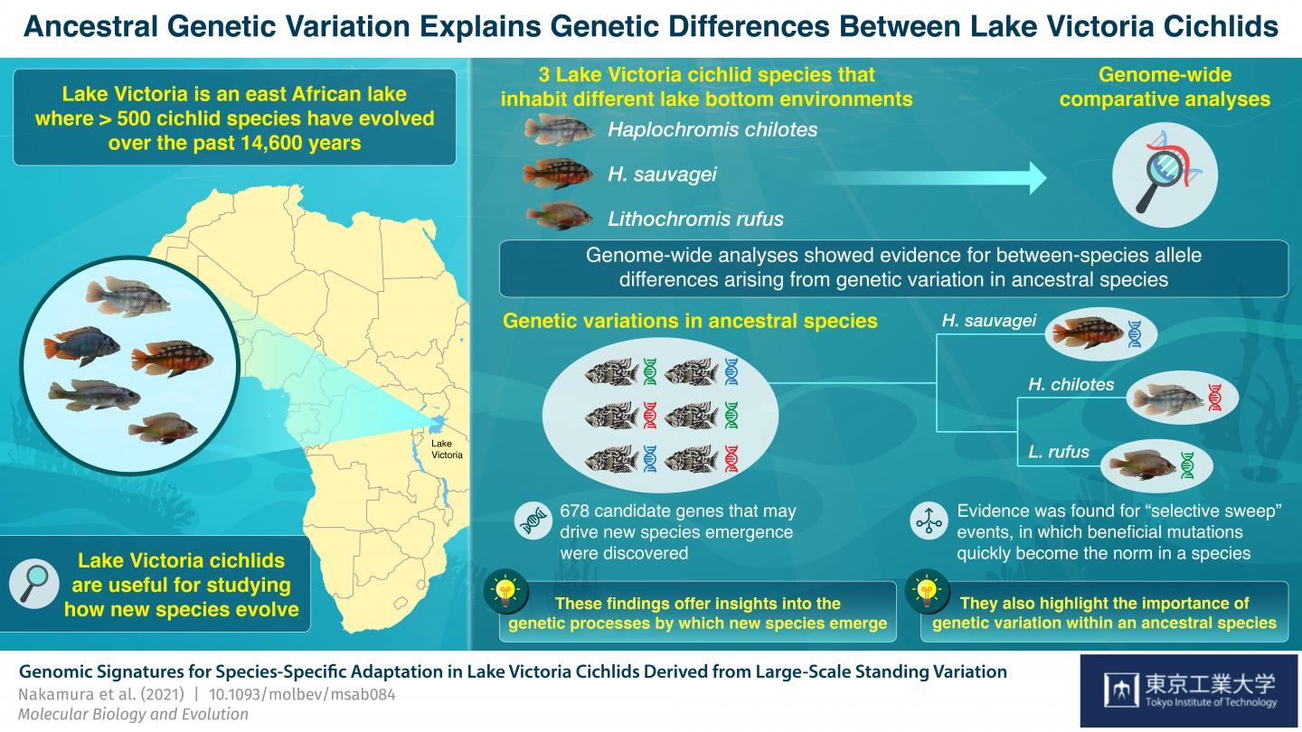 Figure 1 Schematic illustration of the processes of rapid species adaptation