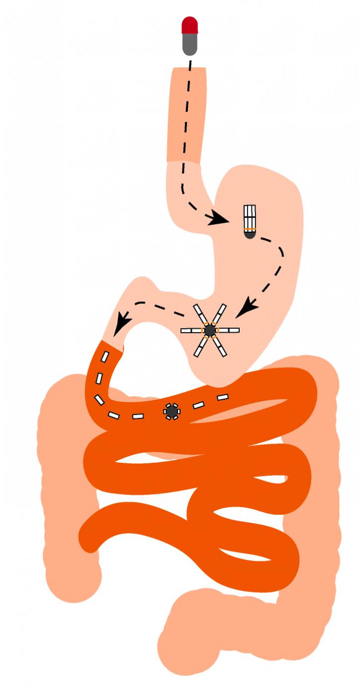 Gut-Resident Capsule May Offer New Weapon Against Malaria (1 of 3)