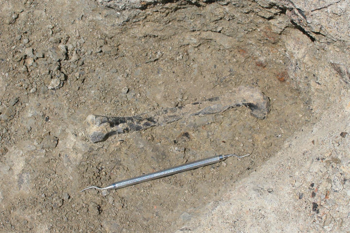 A Fossil from 1 of the Rare Dinosaurs of the Triassic Tropics